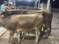 Kuh, Ukrainian Brown Dairy Cattle — Foto 3
