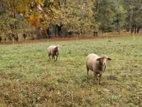 母羊, Sheep — 照片 2