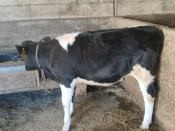 Kuh, Russian Black pied cattle