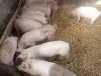 Säue, Schweine — Foto 4