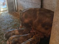Säue, Schweine — Foto 2