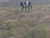 母牛, Russian Black pied cattle — 照片 2