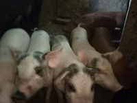 Scroafă, Porci — foto 4
