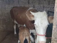 Vacă, Bovine — foto 5