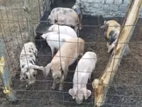 公猪, Pigs — 照片 6
