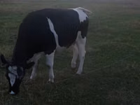 Kuh, Russian Black pied cattle — Foto 4
