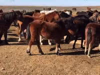 गाय, गोलस्टीन नस्ल — फ़ोटो 3