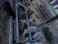 公羊, Cameroon sheep — 照片 2