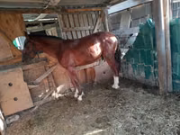 Mare, Horses — photo 1