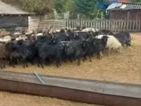 भेड़, Racka sheep — फ़ोटो 2