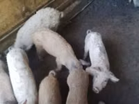 नर सूअर, सूअर — फ़ोटो 2