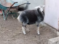 كبش, الأغنام — الصورة 4