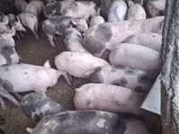 Eber, Schweine — Foto 3