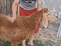 Carneiro, Arashan sheep — foto 7