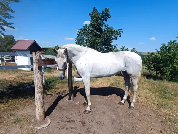 Iapă, Orlov Trotter