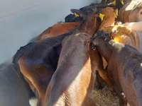 Toro, Simmental cattle — foto 2