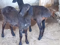 Ovejas (lote, sexo no especificado), Ovejas — foto 5