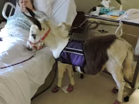 घोड़ी, Miniature horse — फ़ोटो 1