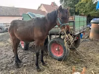 公马, Horses — 照片 2