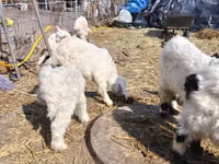 Bode, Saanen goat — foto 3