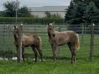 At, Rocky Mountain Horse — foto 2