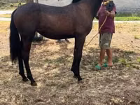 Yegua, Caballos — foto 5