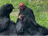 Araucana — foto 1