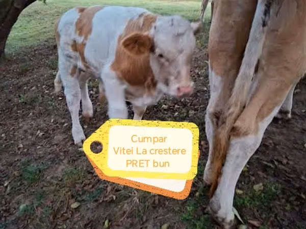 Bou, Simmental cattle