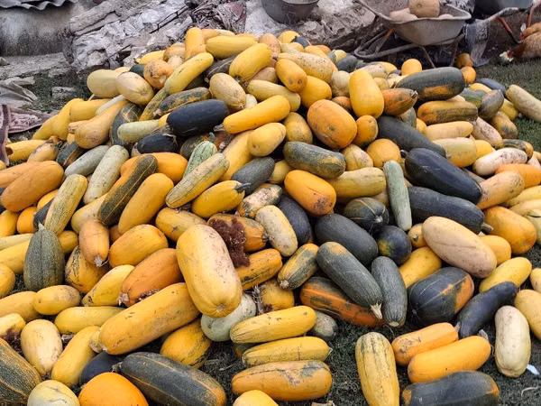 Продаю тыкву для животных
