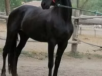 Toychoq, Friesian — 1-rasm