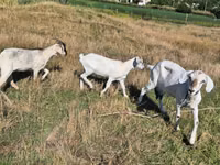 Cabra, Cabras — foto 1