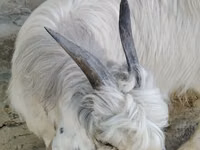 Cabra, Alpine goat — foto 1
