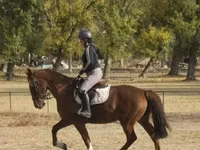 Mare, Hungarian horse breed — photo 2