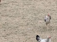 चेक गोल्ड ब्रिंडल्ड हेन — फ़ोटो 3