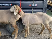 Brebis, Arashan sheep — photo 6