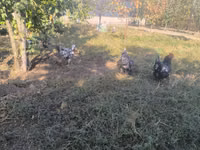 Australorp — foto 4