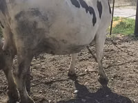 Vacă, Russian Black pied cattle — foto 7