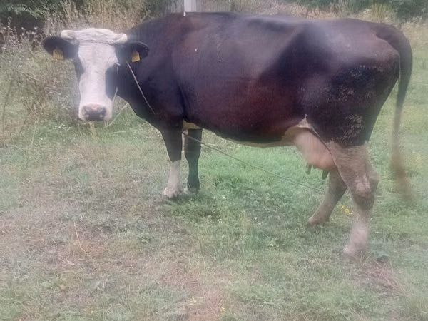 Bulle, Rinder — Republik Moldau