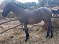 Cheval, Chevaux — photo 1