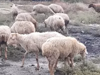 母羊, Sheep — 照片 5