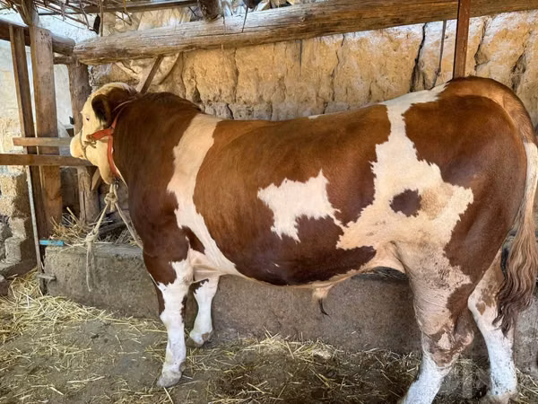 ثور, Simmental cattle