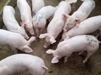 Scroafă, Porci — foto 2