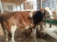 公牛, Simmental cattle — 照片 6