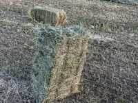 Baloți de lucernă — foto 2