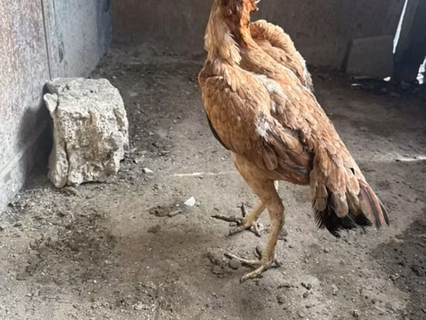 Chickens