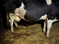 Vache, Russian Black pied cattle — photo 5