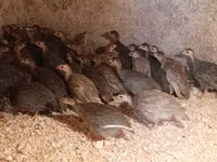 Guinea fowl — photo 1