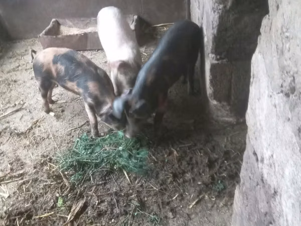Eber, Schweine