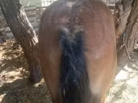公马, Horses — 照片 1