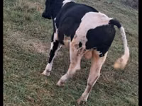 Bulle, Russian Black pied cattle — Foto 2